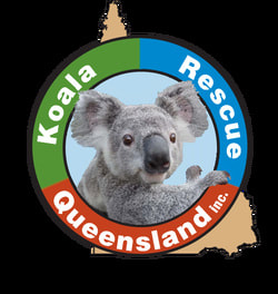 Koala Rescue Queensland - Call 0423 618 740 - Saving Koalas Statewide